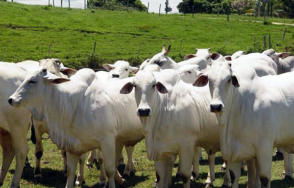 ‘Agricultura’ executa cadastro de criadores de bovinos e búfalos