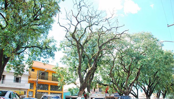 ‘Quinzena da Árvore’ soma ações recreativas e culturais