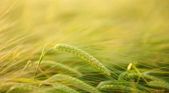 Sindicato formata e apresenta projeto de 1ª Feira de Produtor