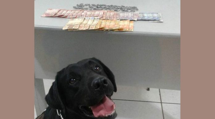 Polícia e Guarda fazem prisões por tráfico na mesma rua da vila Brasil