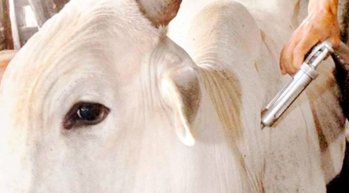 Estado anuncia nova data destinada à vacinação contra a febre aftosa