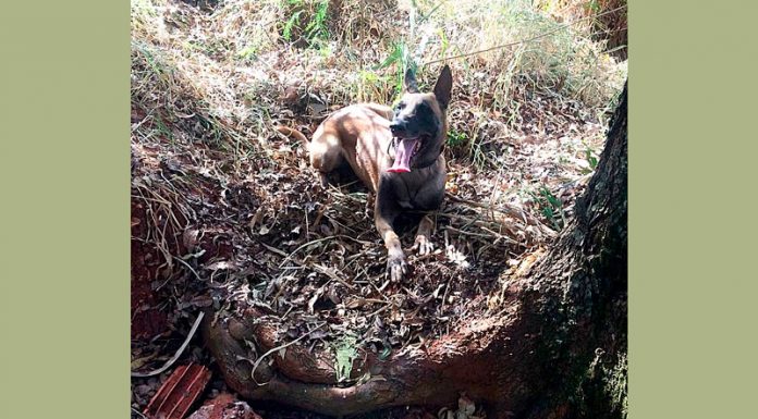 Acusada de tráfico de drogas morde braço de PM que tentava algemá-la