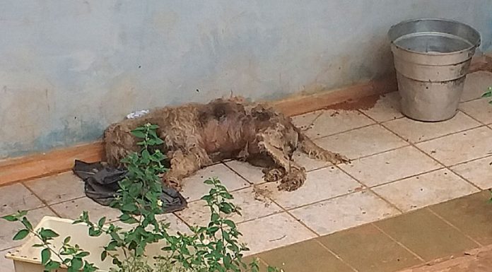 GCM resgata cães abandonados por donos após mudança de casa no SR