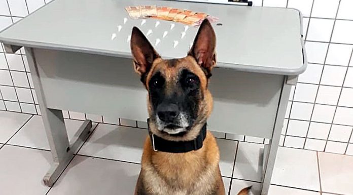Cão de faro da PM encontra porções de cocaína em terreno baldio do ‘SR’