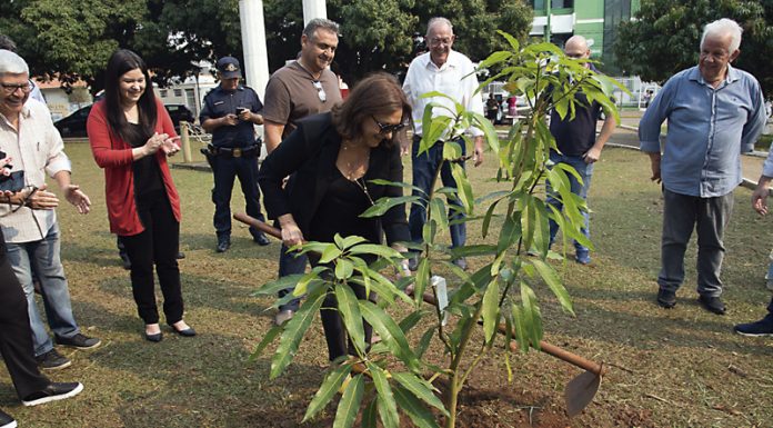 ‘Hora Verde’ tem 389 mudas plantadas e 1.650 integrantes