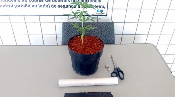 PM apreende muda e sementes de maconha em moradia na vila Brasil