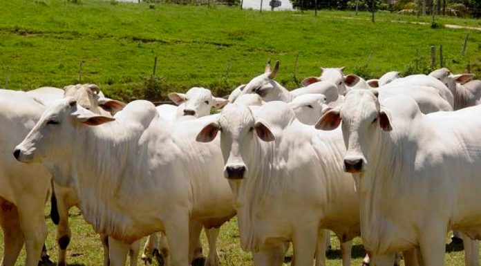 51 produtores rurais declaram ter vacinado seus animais
