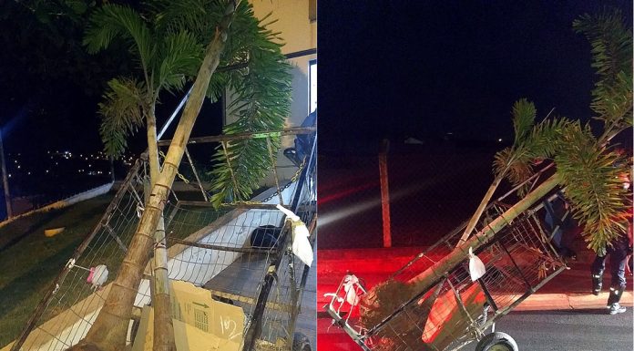 Dupla é presa acusada de furtar palmeiras da marginal do Manduca