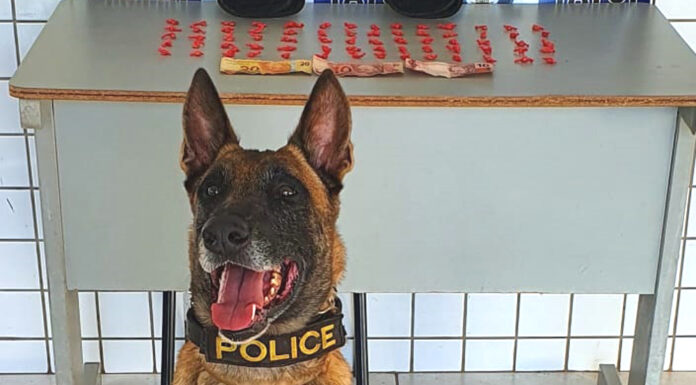 Canil da PM dá apoio a GCM em prisão no Rosa Garcia 2