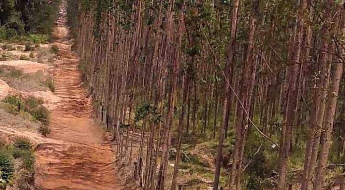 Aos 14 anos de idade, Nicole Piano vence o segundo rali na temporada