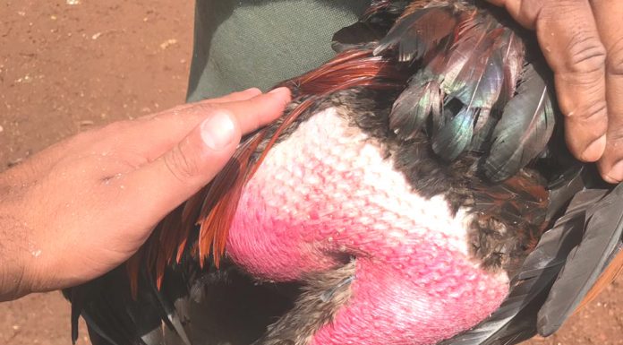 Operação localiza dez galos com sinais de maus-tratos nesta 5ª