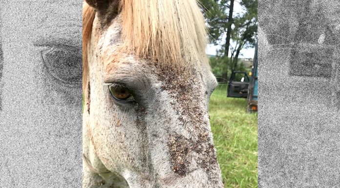 PM Ambiental multa proprietário de cavalo em R$ 3 mil por maus-tratos