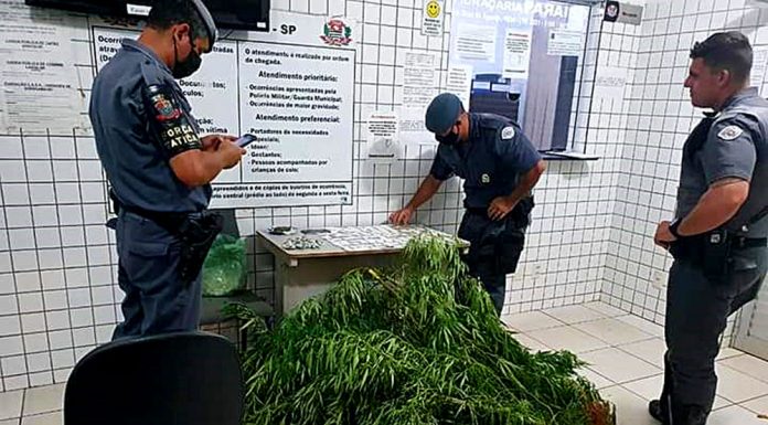 Força Tática recolhe pés de maconha de quase ‘2m’ no Lagoa Vermelha