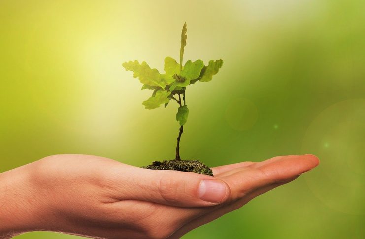 Semana do Meio Ambiente tem ações virtuais e presenciais a partir desta 2ª