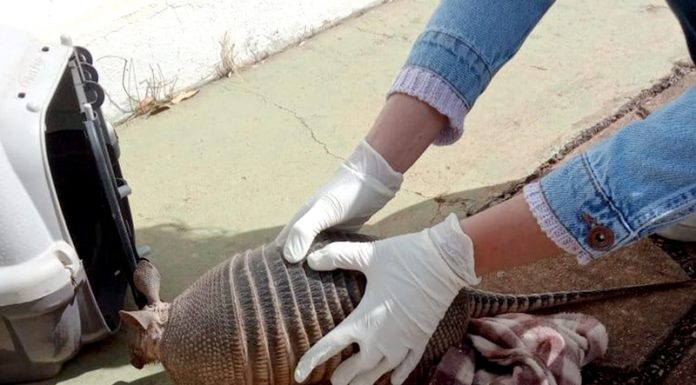 Tatu-canastra é resgatado em residência no Jd. Santa Rita