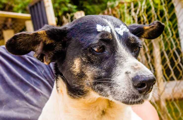 Divisão de proteção animal de Tatuí promove a feira ‘Adote um Aumigo’