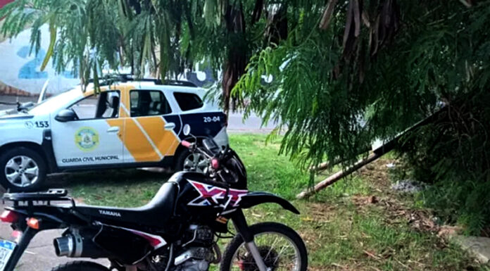 Quatro são presas pela GCM na última semana de janeiro