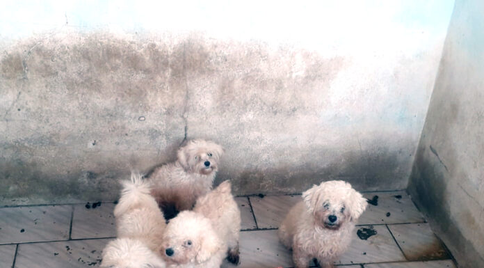 Polícia militar e prefeitura fecham canil clandestino