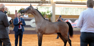 Centro Hípico de Tatuí recebe exposições de cavalos árabes