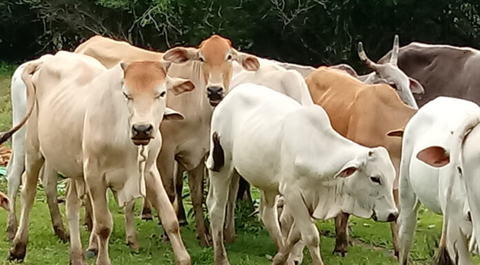 Tatuí adere ao programa “Mais Pecuária Brasil”
