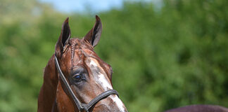Tatuí sedia um dos principais simpósios de cavalos do país