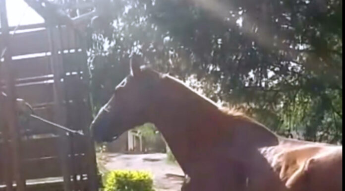 Moradores registram mais um caso de maus-tratos a animais, em Tatuí