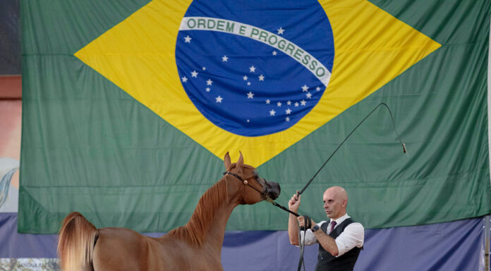 Exposição deve reunir os melhores cavalos da raça Árabe em Tatuí