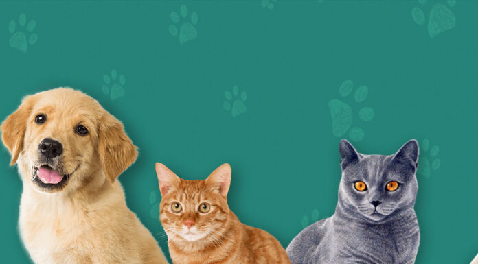 Vacinação antirrábica em Tatuí para cães e gatos inicia nesta 2ª