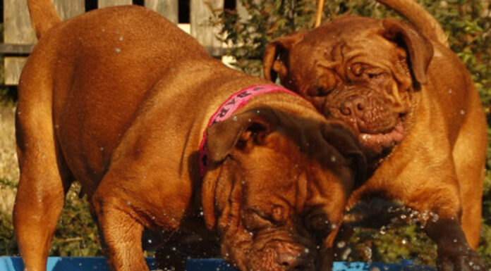 Como proteger “pets” no calor