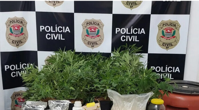 Polícia prende casal suspeito de cultivar plantação de maconha