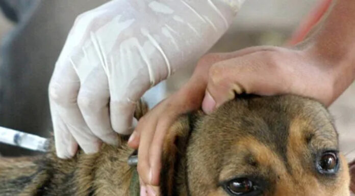 ‘Julho Dourado’ tem mutirão de castração em Tatuí e ‘antirrábica’