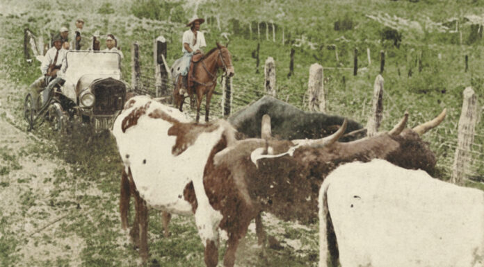 Os novos profissionais, os ofícios especializados e a economia local