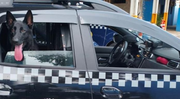 GCM de Tatuí apreende perto de 2.000 porções de drogas em uma semana