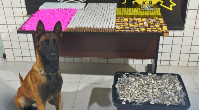 Mais de 2.800 porções de entorpecentes são apreendidos pela GCM de Tatuí