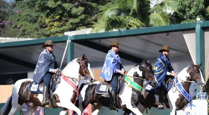 Tatuí recebe a 48ª Exposição Nacional do Cavalo Mangalarga em julho