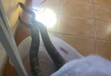 Homem é multado em mais de R$ 6.000 por deixar animais em cativeiro em Tatuí