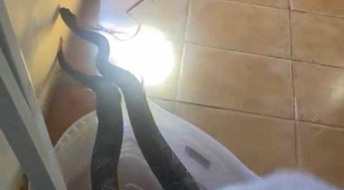 Homem é multado em mais de R$ 6.000 por deixar animais em cativeiro em Tatuí